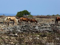 Heboh Peneliti Temukan Dunia yang Hilang, Ternyata Lokasinya di Sumba!