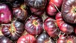 Bukan Merah, 10 Varietas Tomat Ini Berwarna Gelap Hampir Hitam