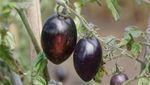 Bukan Merah, 10 Varietas Tomat Ini Berwarna Gelap Hampir Hitam