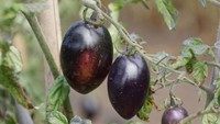 Di Ukraina ada varietas tomat yang dikenal dengan nama Black Icicle. Warnanya yang pekat membuat tomat ini layak dijadikan pasta tomat. Foto: tomatobible