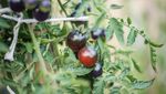 Bukan Merah, 10 Varietas Tomat Ini Berwarna Gelap Hampir Hitam