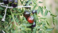 Tidak hanya tomat yang besar, tomat cherry dengan ukuran kecil ternyata juga ada varietasnya yang unik. Bernama Black Cherry, bagian dalam tomat ini juga memiliki warna ungun gelap. Foto: tomatobible