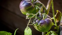 Bisa biking keliru, perpaduan warna hijau dan ungu pada tomat ini sering membuatnya dikira terong. Varietas yang satu ini dikenal dengan nama Dark Galaxy. Foto: tomatobible
