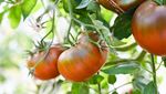 Bukan Merah, 10 Varietas Tomat Ini Berwarna Gelap Hampir Hitam