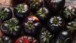 Bukan Merah, 10 Varietas Tomat Ini Berwarna Gelap Hampir Hitam