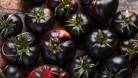 Black Beauty menjadi tomat dengan warna gelap yang disebut paling eksotis. Warnanya bukan hitam tetapi berupa campuran biru dan ungu yang sekilas tampak hitam. Foto: tomatobible