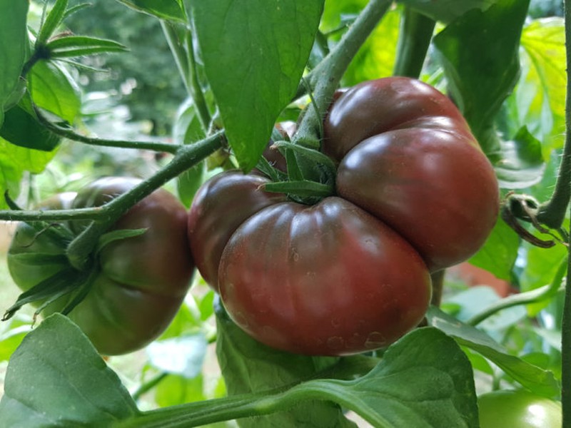 Bukan Merah, 10 Varietas Tomat Ini Berwarna Gelap Hampir Hitam