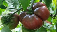 Tomat berjenis Black Krim ini tak akan berubah menjadi merah ketika matang. Tetapi varietas ini disebut-sebut yang paling cocok untuk membuat saus tomat. Foto: tomatobible