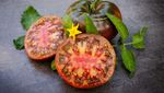 Bukan Merah, 10 Varietas Tomat Ini Berwarna Gelap Hampir Hitam