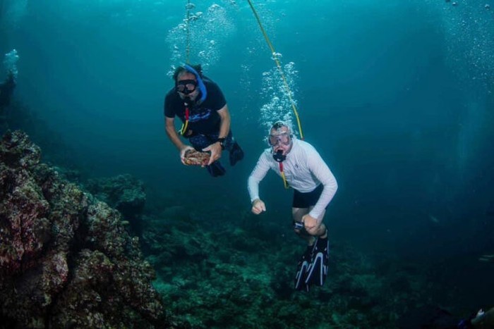 Turis bawa kerang laut dari taman nasional Phi Phi Island