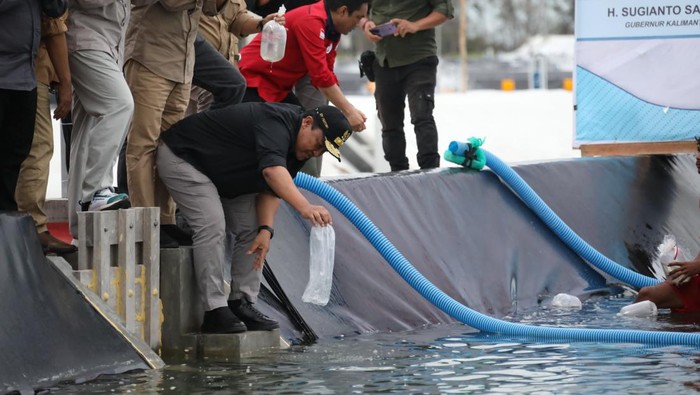 Wagub Kalteng tebar benur udang vaname perdana
