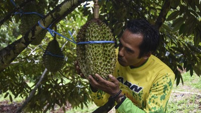 Seru! Ada Agro Wisata Durian Musang King di Ciamis