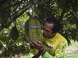 Asal-usul Durian, Raja Buah dari Tanah Borneo