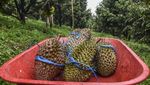 Seru! Ada Agro Wisata Durian Musang King di Ciamis