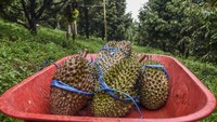 Durian ini dijual mulai Rp 100 ribu hingga Rp 200 ribu per kilogram.