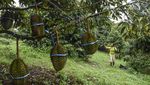 Seru! Ada Agro Wisata Durian Musang King di Ciamis