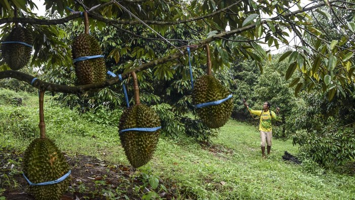 Agro wisata durian jatuhan di Ciamis Pekerja memanen buah durian bawor di Alam Baja Nusantara (ABN), Desa Rangkabaya, Kabupaten Ciamis, Jawa Barat, Sabtu (9/3/2024). ABN memanfaatkan 100 hektare lahan tidak produktif yang ditanami 6.000 pohon durian jenis bawor, musang king, dan duri hitam atau ochee, dengan hasil panen sebanyak 10 buah durian per pohon dengan sistem prunning atau pemangkasan tunas yang dijual Rp100 ribu hingga Rp200 ribu per kilogram. ANTARA FOTO/Adeng Bustomi/aww.