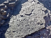 Ilmuwan Temukan Fosil Hutan Tertua di Dunia, Usianya 390 Juta Tahun