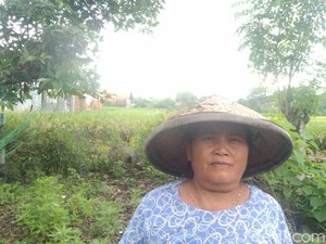 Harapan dan Senyum Petani Majalengka Jelang Panen Raya