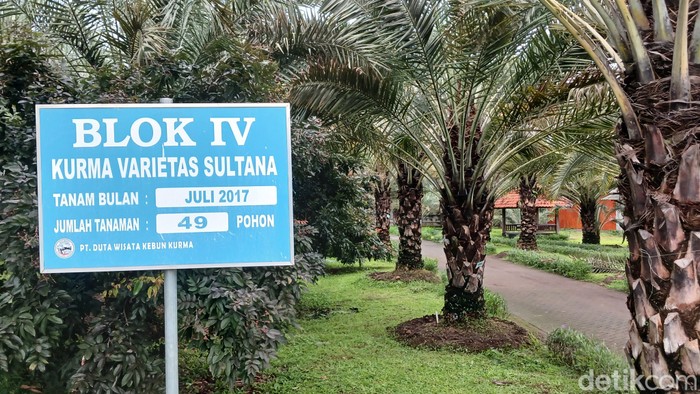 Kurma Park Pasuruan, wisata edukasi kurma pertama di Indonesia.