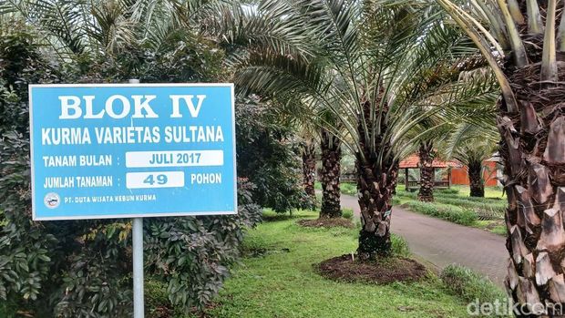 Kurma Park Pasuruan. wisata edukasi kurma pertama di Indonesia.