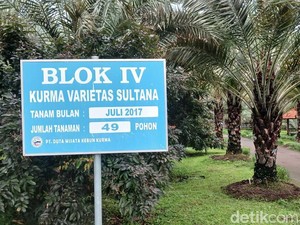 Ternyata Pohon Kurma Bisa Tumbuh di Indonesia, Kok Bisa?