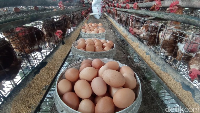 Peternak telur ayam di Tasikmalaya