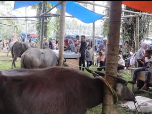 Tradisi Bantai Adat Merangin Sambut Ramadan dengan Sembelih 84 Kerbau
