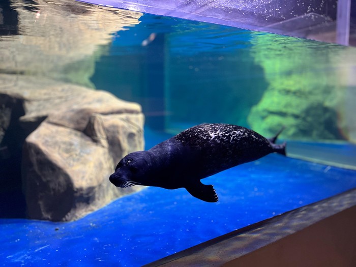 Anjing laut dalam Jakarta Aquarium