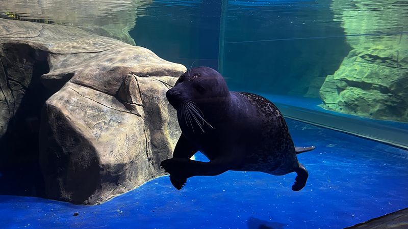 Anjing laut dalam Jakarta Aquarium
