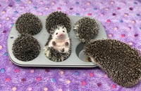Awas Kecele! Hewan-hewan Gemas ini Mirip Makanan