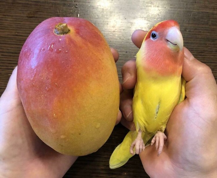 Awas Kecele! Hewan-hewan Gemas ini Mirip Makanan