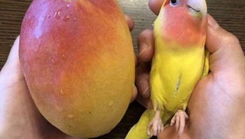 Burung yang seperti mangga. Foto: Boredpanda