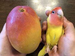 Awas Kecele! Hewan-hewan Gemas ini Menyamar Jadi Makanan