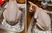 Awas Kecele! Hewan-hewan Gemas ini Mirip Makanan