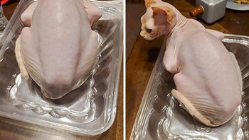 Lho kirain satu ekor ayam, taunya kucing botak. Foto: Boredpanda