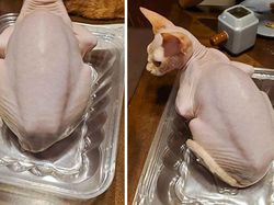 Awas Kecele! Hewan-hewan Gemas ini Menyamar Jadi Makanan