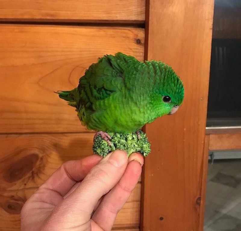 Awas Kecele! Hewan-hewan Gemas ini Mirip Makanan