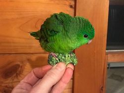 Awas Kecele! Hewan-hewan Gemas ini Menyamar Jadi Makanan