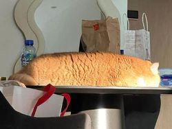 Awas Kecele! Hewan-hewan Gemas ini Menyamar Jadi Makanan