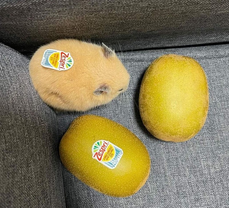 Awas Kecele! Hewan-hewan Gemas ini Mirip Makanan