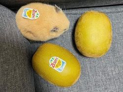 Awas Kecele! Hewan-hewan Gemas ini Menyamar Jadi Makanan