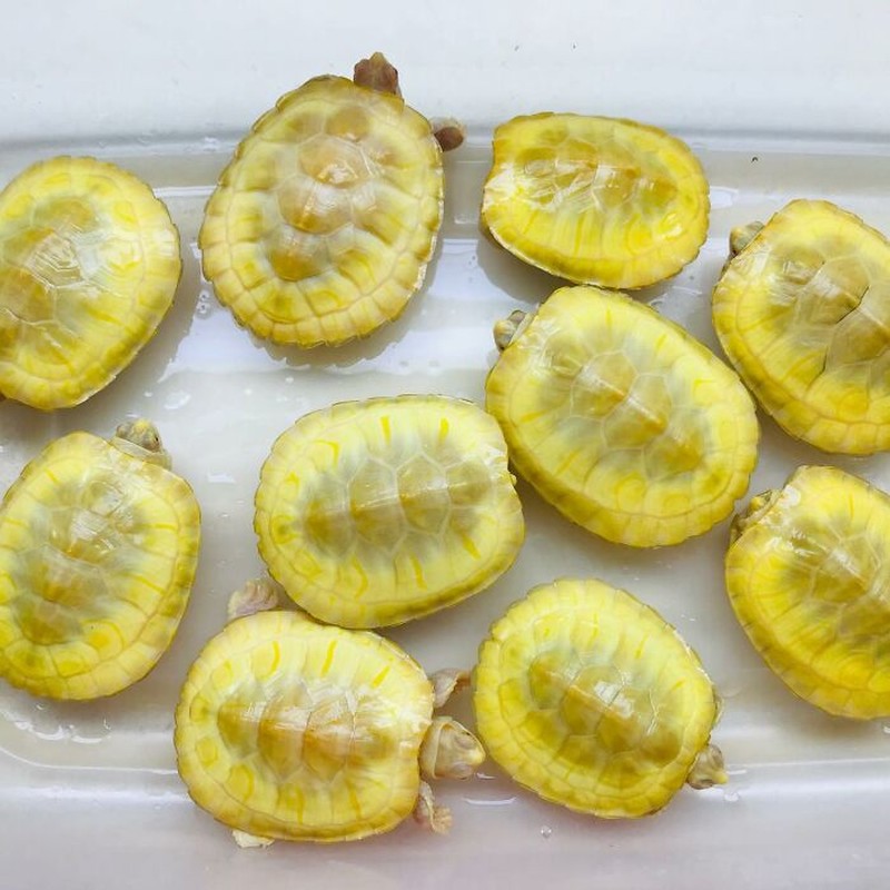 Awas Kecele! Hewan-hewan Gemas ini Mirip Makanan