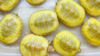 Irisan acar atau badan kura-kura ya? Foto: Boredpanda