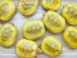 Awas Kecele! Hewan-hewan Gemas ini Menyamar Jadi Makanan