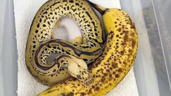 Ada dua pisang? Foto: Boredpanda