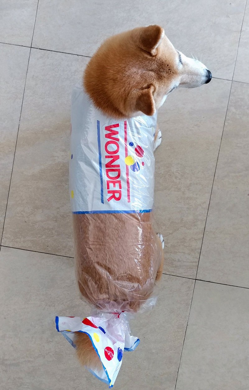 Awas Kecele! Hewan-hewan Gemas ini Mirip Makanan