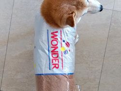 Awas Kecele! Hewan-hewan Gemas ini Menyamar Jadi Makanan