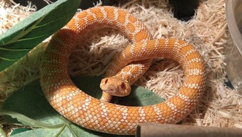 Pretzel ular berani makannya?  Foto: Boredpanda