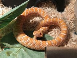 Awas Kecele! Hewan-hewan Gemas ini Menyamar Jadi Makanan